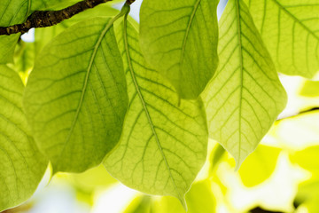 Fototapeta na wymiar Grean leaves
