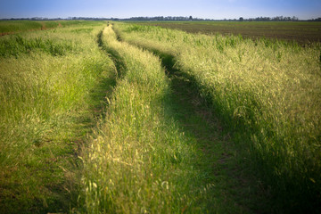 Obraz premium Path in the fields