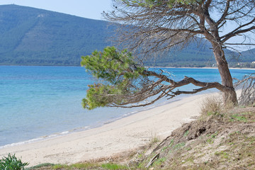 pine tree by the foreshore