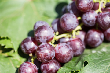 ripe grapes