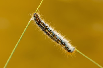 Processionary caterpillar