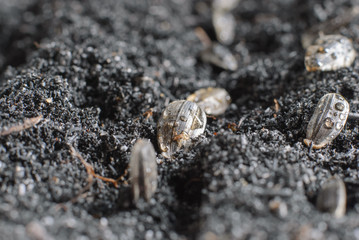 seedling of a sunflower
