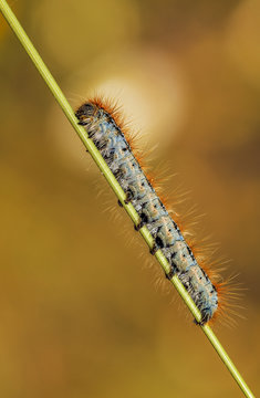 Processionary caterpillar