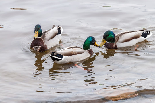 Three Mallard duck