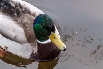 Mallard duck