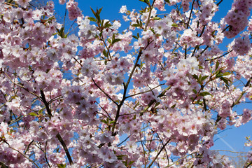 Blühender Kirschbaum vor blauem Himmel