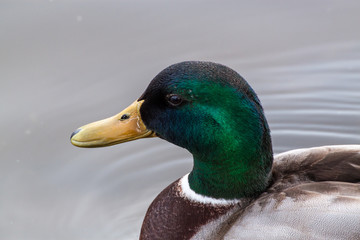 Mallard duck