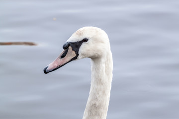 Swan portrait