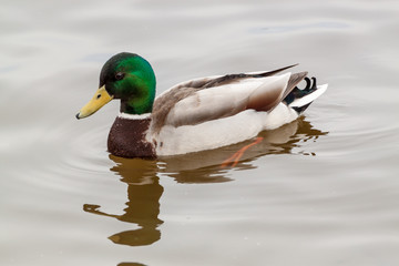 Mallard duck
