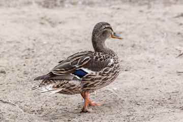 Mallard duck