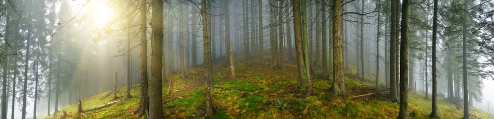  Deep wood panorama © denis_333