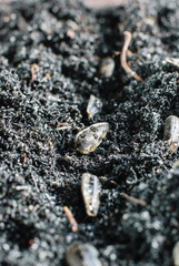  seedling of a sunflower