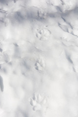 Wolves paw prints in fresh snow