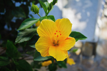 yellow hibiscus flower on a bush closeup