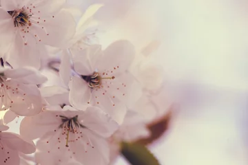 Crédence de cuisine en verre imprimé Fleurs fleur de cerisier