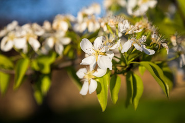 A blooming branch of a pear tree at sunset