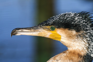 Portret van een aalscholver.