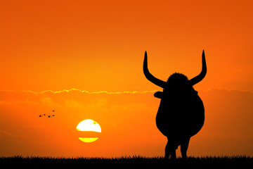 Bull at sunset
