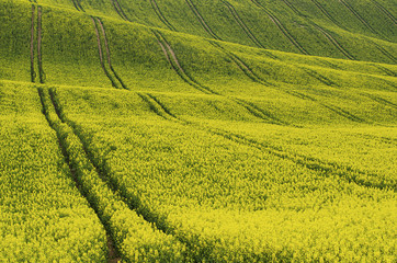 Rapeseed yellow field in spring
