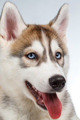 Closeup Siberian Husky Puppy on White 
