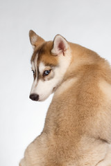 Siberian Husky Puppy Turned Back on White