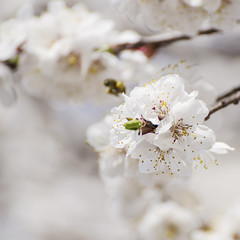 Apricot tree flower