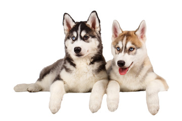 Two Siberian Husky Puppy isolated on White 