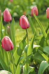 Pink beautiful tulips