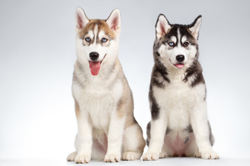 Two Siberian Husky Puppy isolated on White 