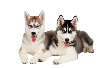 Two Siberian Husky Puppy isolated on White 