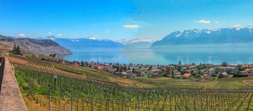 Lake Geneva and terraced vineyards of Lavaux in Swistzerland. 