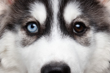Closeup Siberian Husky Puppy Different Eyes