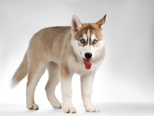 Siberian Husky Puppy Stands and Curious Looking on White 