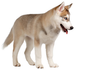 Siberian Husky Puppy Stands isolated on White 