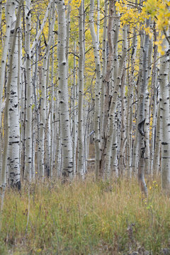 A trail through the woods. Vivid autumn foliage colour on maple and aspen tree leaves.