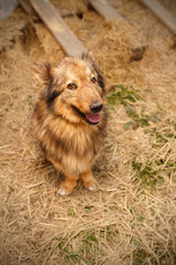 Ginger Dog Sits outdoors on hay