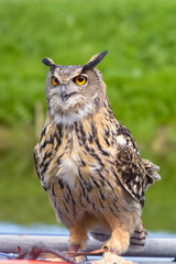 European Eagle Owl on perch