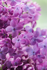 Fototapeta na wymiar Blooming lilac purple flowers close up