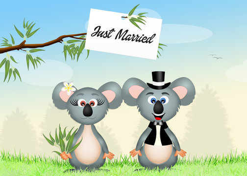 Wedding of koalas