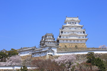 Himeji Castle and cherry blossom