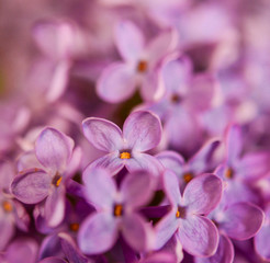 Lilac macro shot