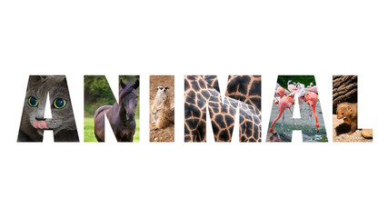 Colorful sign on white background. Word animal with colorful
