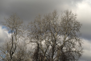 Bare trees and gray sky
