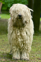 komondor
