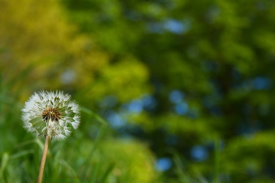 Fototapeta dandelion