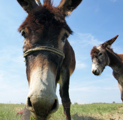 two Spanish donkeys 