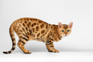 Crouching Bengal Cat on White Background 