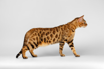 Bengal Cat walking on White background 
