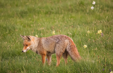 Volpe rossa a caccia di topi