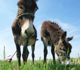 two Spanish donkeys 